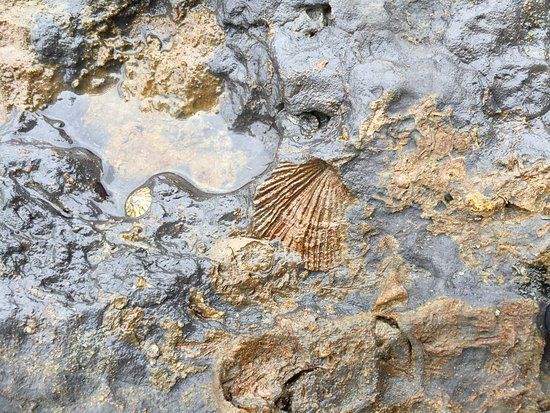 Gondwana Coast Fossil Walk