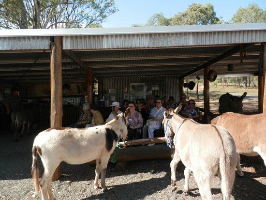 Destiny Boonah Donkey Farm