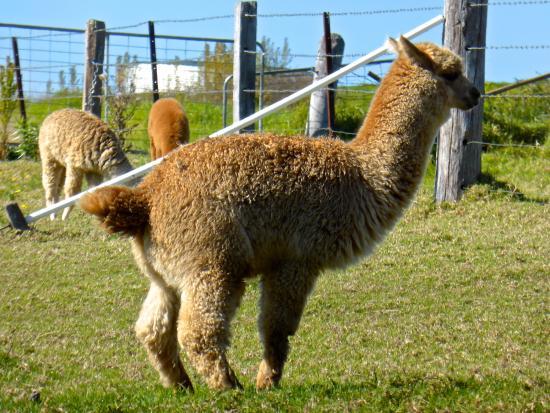 Mountview Alpaca Farm