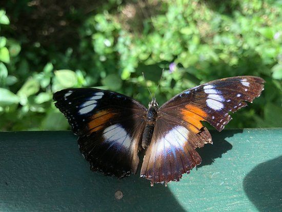 Batchelor Butterfly Farm and Pet Garden