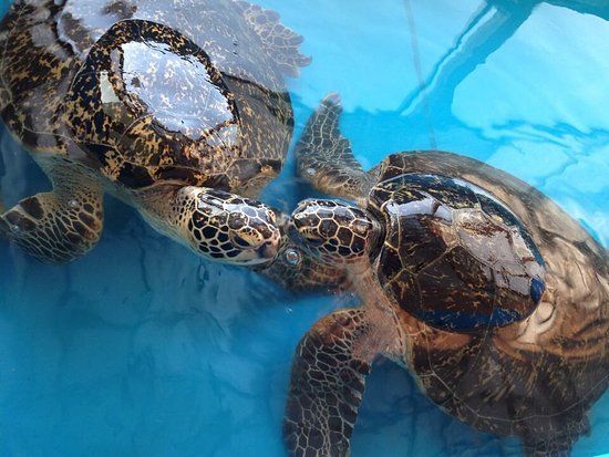 Ebitokanino Aquarium