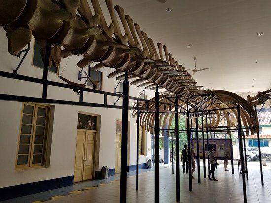 Bogor Zoology Museum