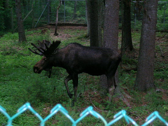 Maine Wildlife Park