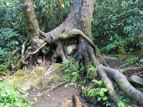 Joyce Kilmer Memorial Forest
