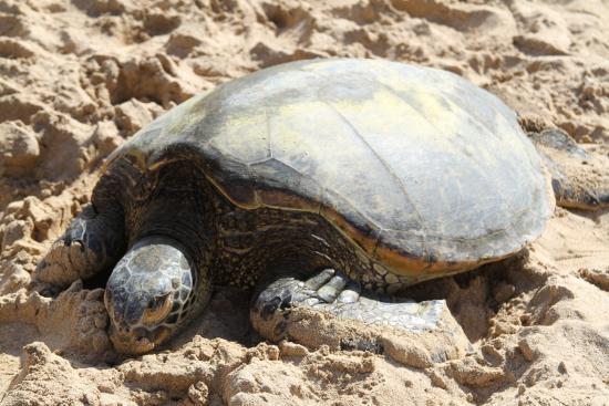Sea Turtle Camp