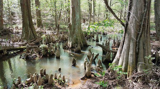 Battle Creek Cypress Swamp Sanctuary