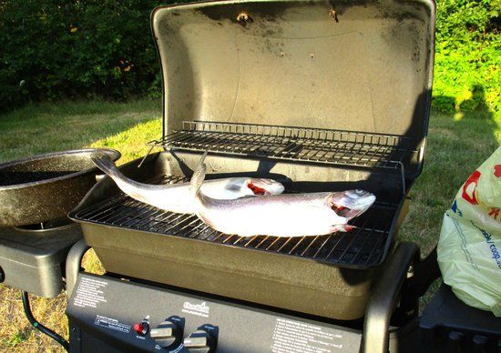 Old Miller Trout Farm