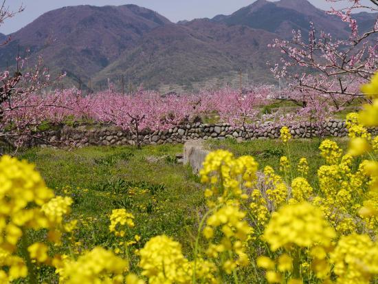 Yamanashi City Peach Fields