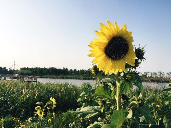 Dongtan Wetland Park