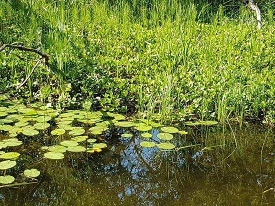 Säveåns Naturreservat