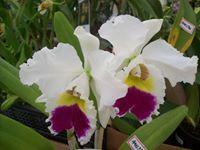 Restaurante e Pizzaria Tropical