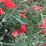 Normans Fish & Chips Restaurant