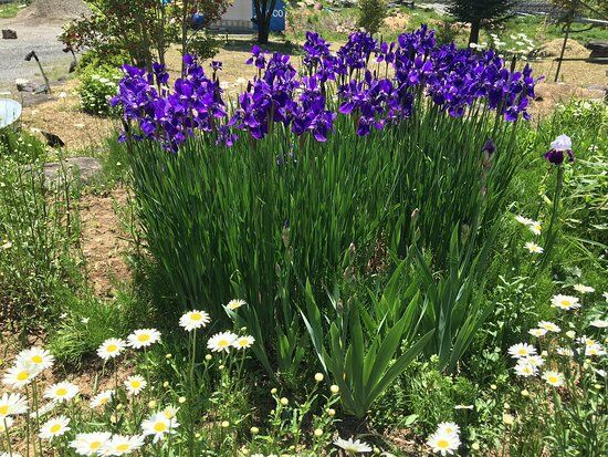 Restaurant Ensoleille